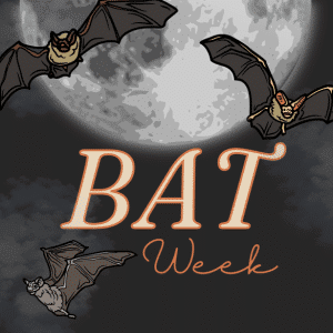 All About Bats - Science Activities