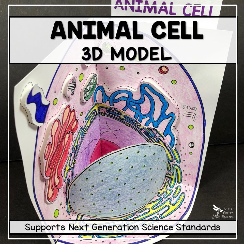Animal Cell – 3D Model | Nitty Gritty Science