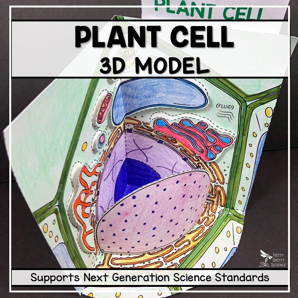 3d animal cell models with labels