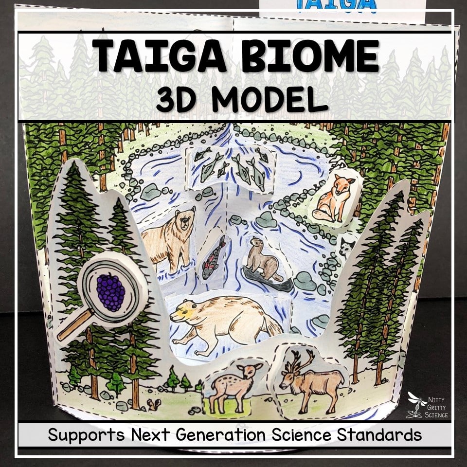 Taiga Biome Model – 3D Model – Biome Project | Nitty Gritty Science