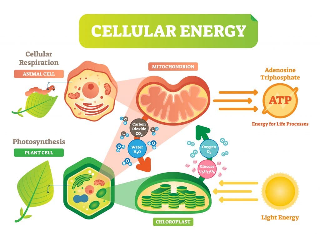 Cell Processes: Fermentation