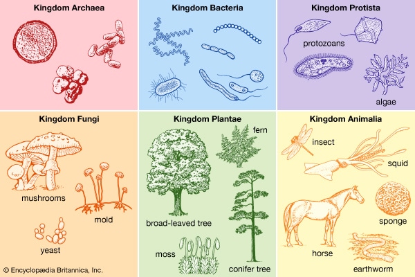 types of archaea