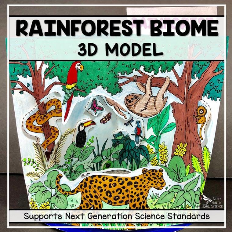 Rainforest Biome Model – 3D Model – Biome Project | Nitty Gritty Science